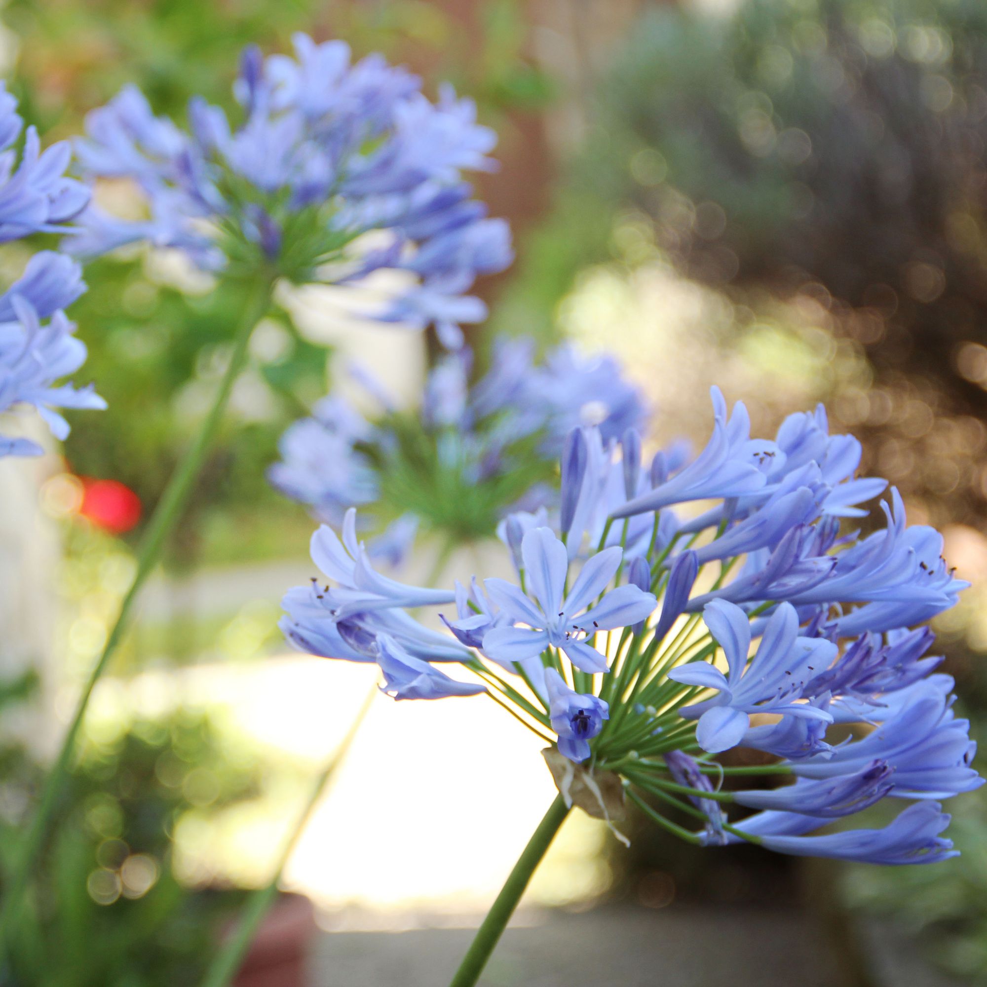 Agapanthus plants