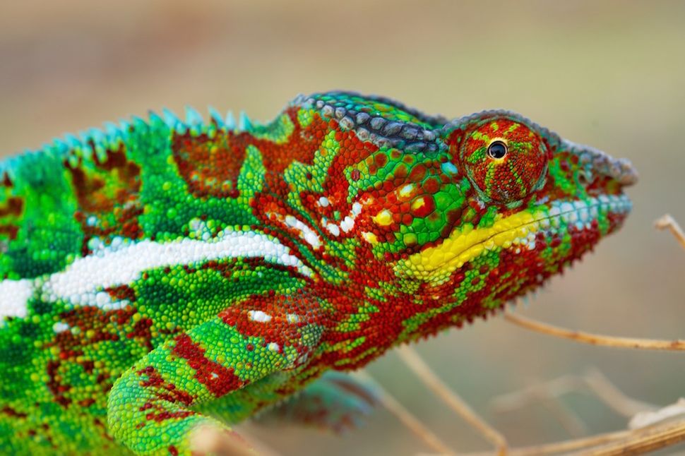 Photos: Colorful Panther Chameleon Is 11 Distinct Species | Live Science