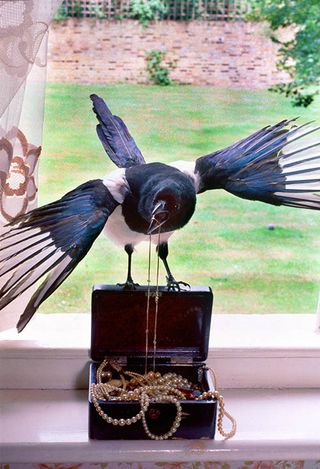 Magpie on a jewellery box next to an open window.