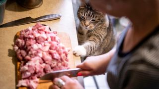 Cat trying to steal meat off counter