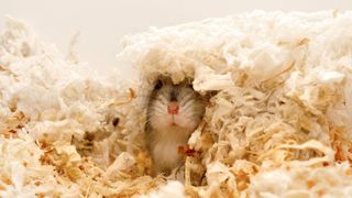 Hamster hiding under wood shavings