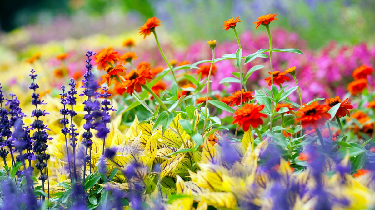 The New Color Rules: How Landscape Designers Use Color to Maximise Space in Modern Gardens