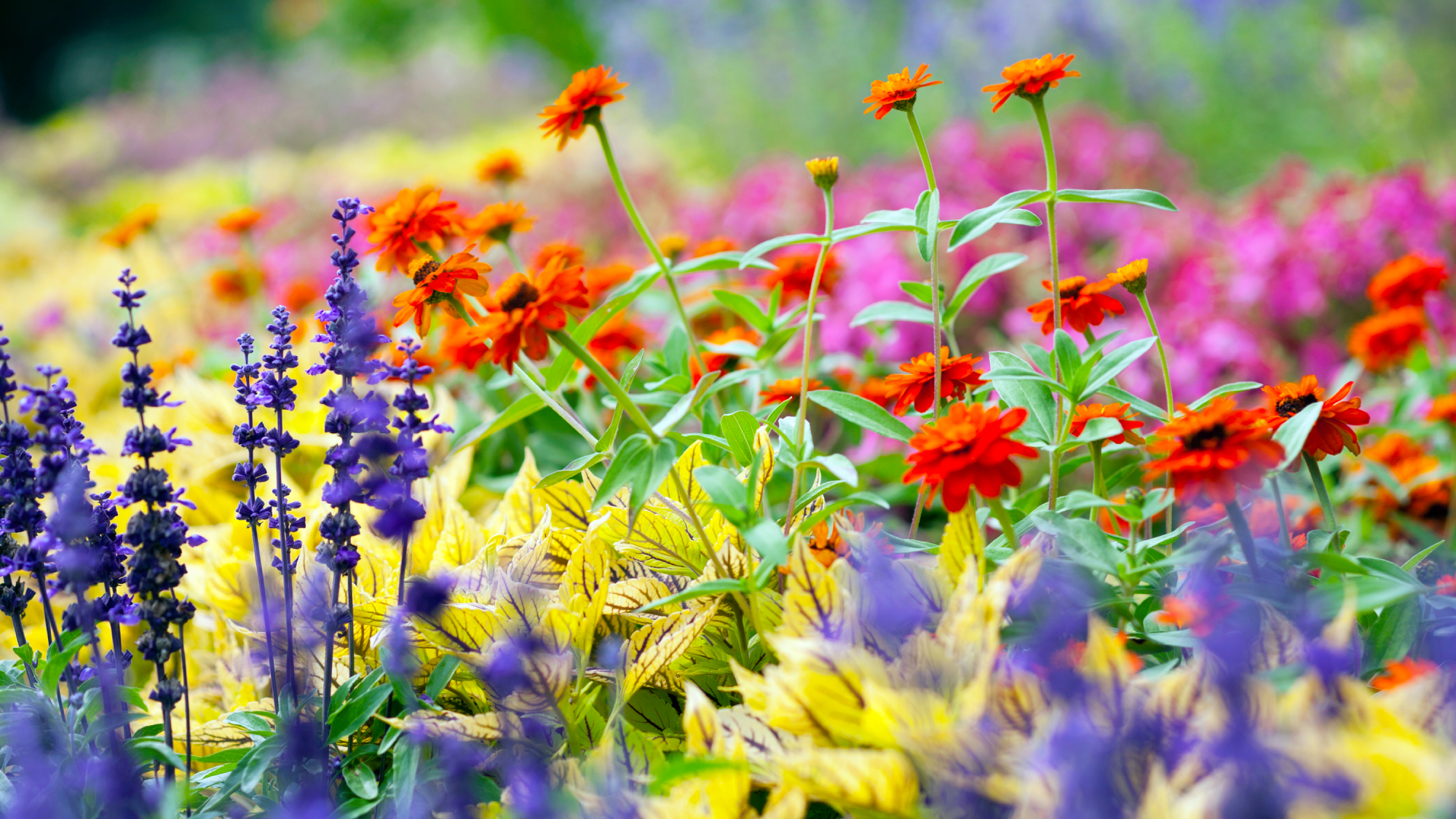 purple, yellow, orange and pink flowers