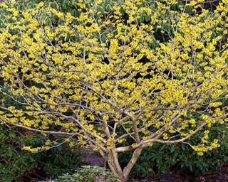 The bright yellow blooms of witch hazel