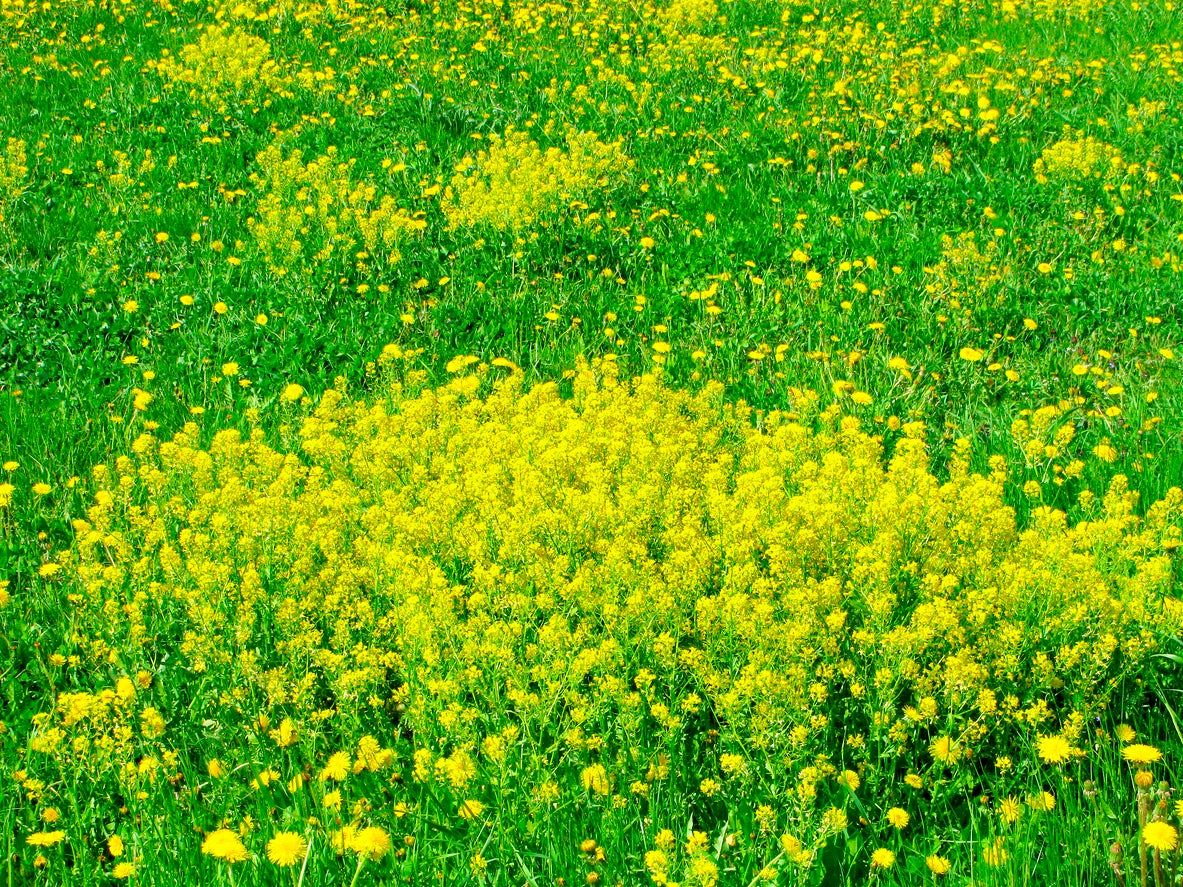 Field Of Wintercress Plants