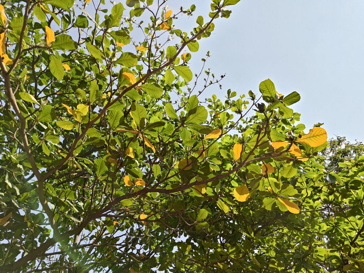 ASUS Zenfone 12 Ultra camera shots