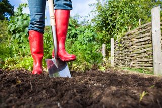 how to plant grass seed: digging with spade