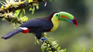 A keel-billed toucan perching on a branch.