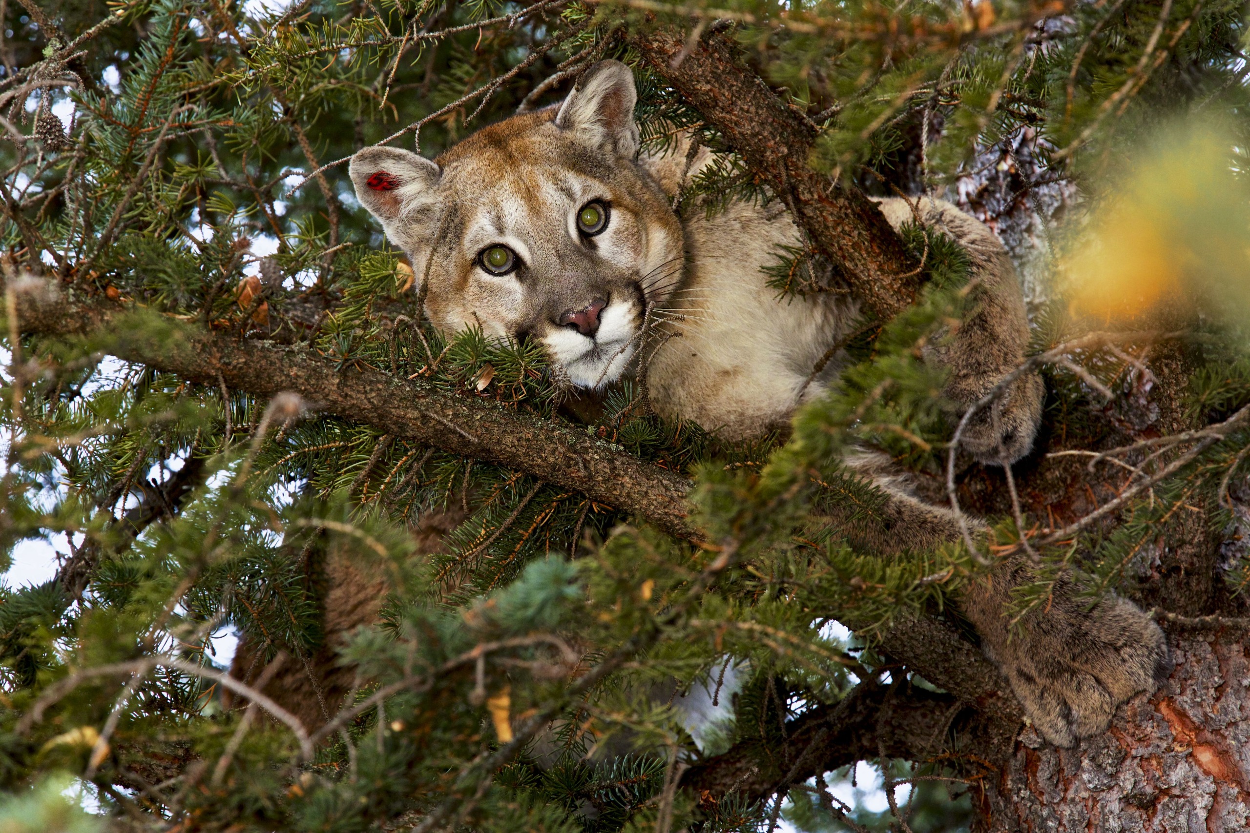 a cougar in a tree looking down