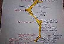 roland-hind-leg.jpg