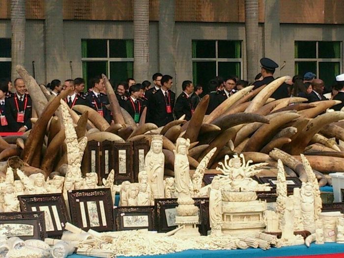 China&#039;s ivory crush