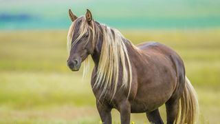 Rocky Mountain horse