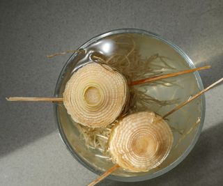 Regrowing leeks in a container of water