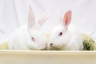 Two bunnies nest in a box filled with alfalfa.