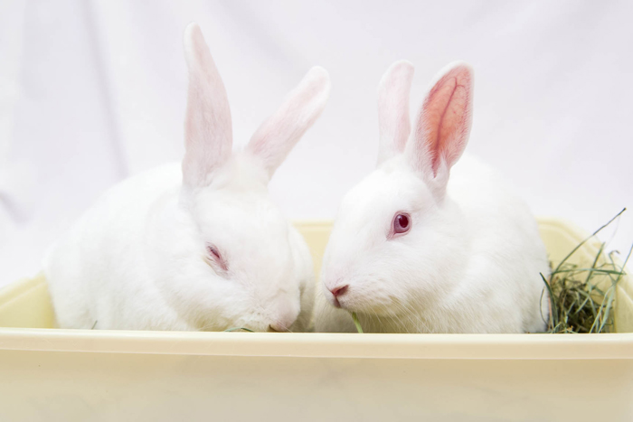 Two bunnies nest in a box filled with alfalfa.