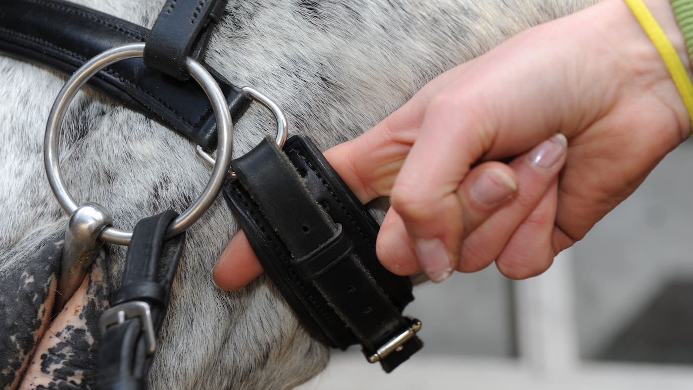 Checking the tightness of a horse&amp;rsquo;s noseband