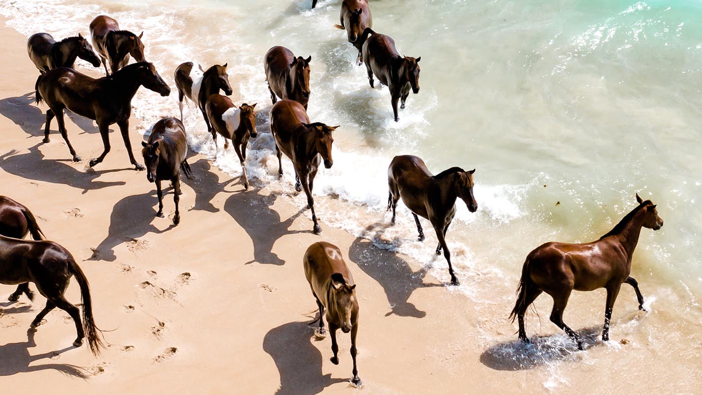 Use big horses on beach - high res