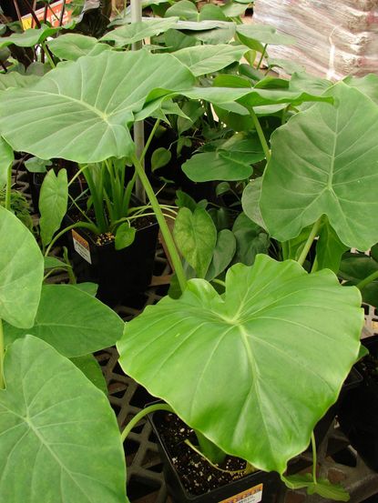 Alocasia Plant