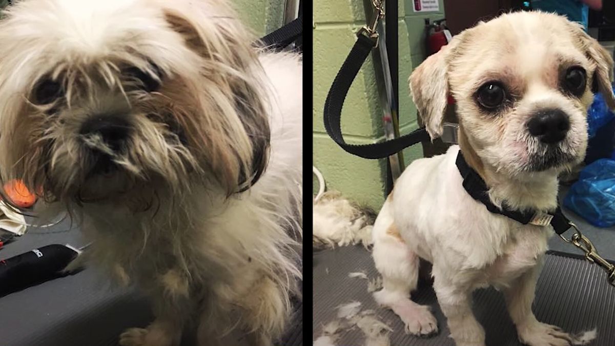 NYC shelter dogs before and after shot of one of the rescue dogs 