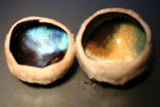 Neuroscientist Glen Jeffery, who investigates vision at University College London, was sent a collection of reindeer eyes from the Arctic, some from reindeer killed in the summer, some in the winter. Here, a golden eye from a summer reindeer (right) and a blue peeper from a winter reindeer (left).