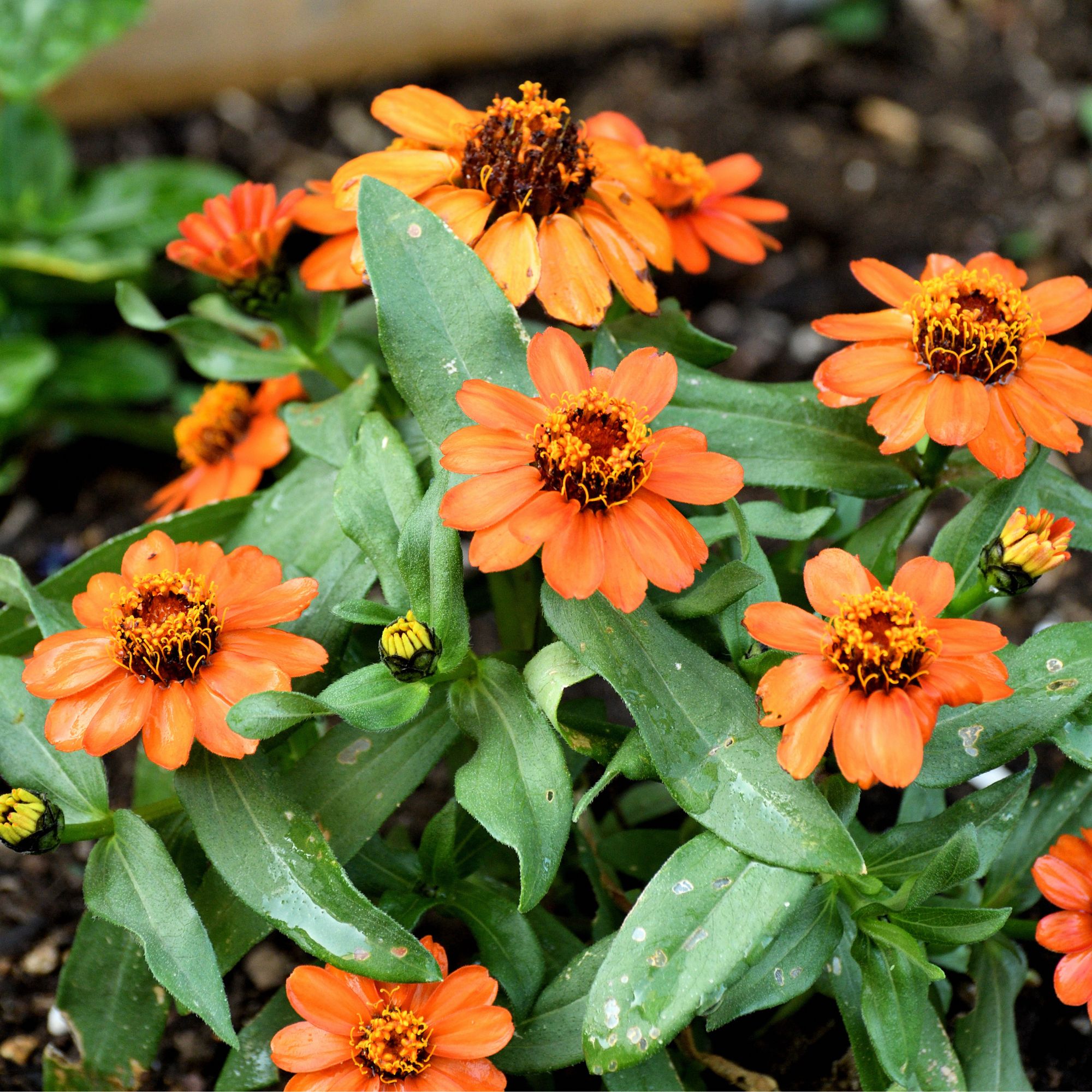 orange flowers in border