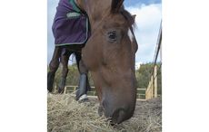 1-The-foundation-of-any-horses-diet-should-be-forage.jpeg