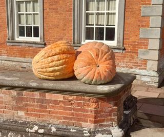 Big Max giant pumpkins