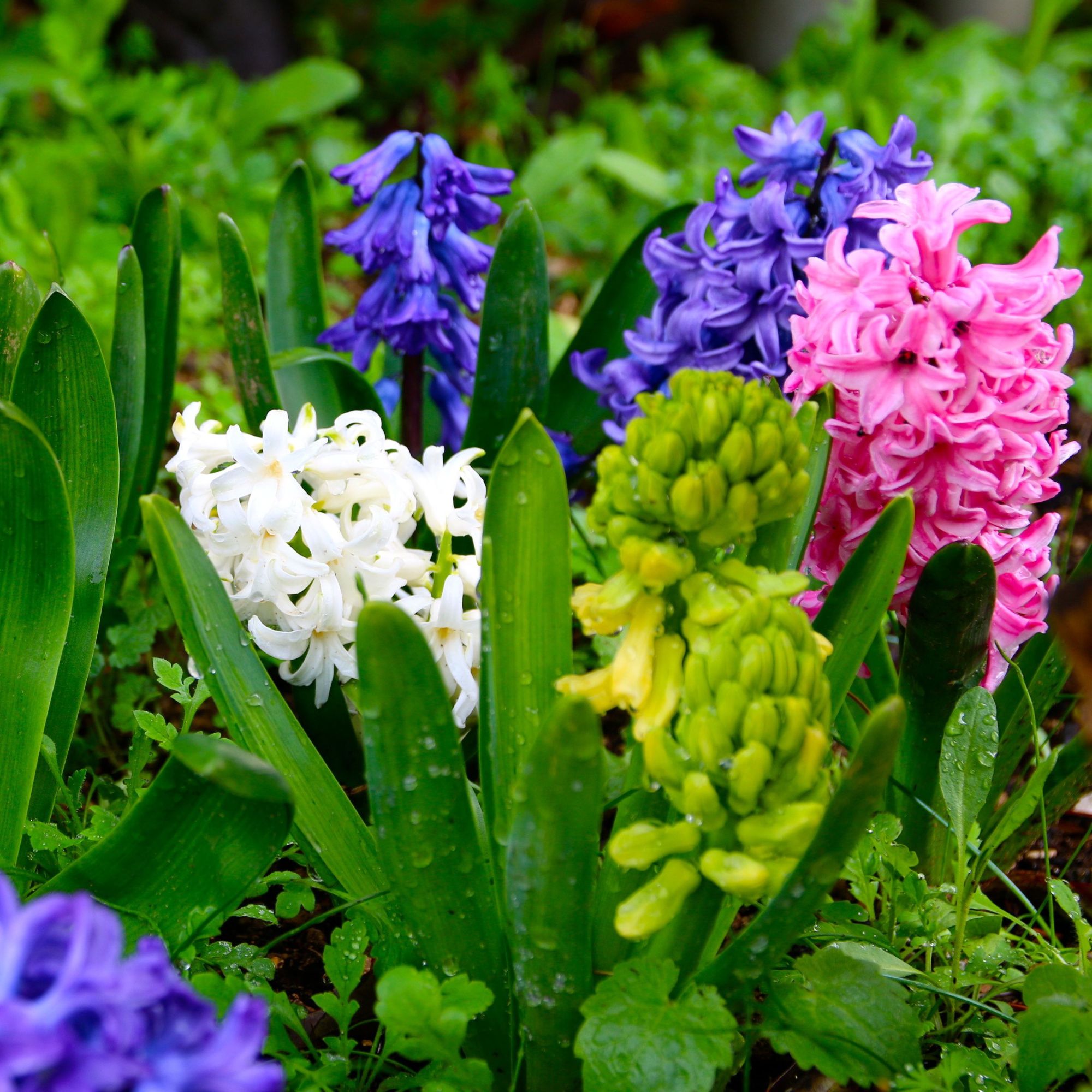 spring flowers in garden border