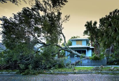Strong winds from a hurricane have toppled over an oak tree in a residential neighborhood of Saint Petersburg Florida
