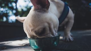 Dog eating from a food bowl