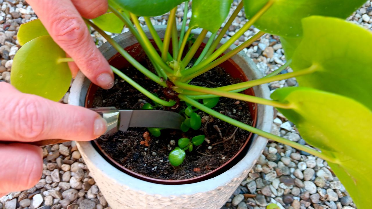 Cutting pup on a Chinese money plant