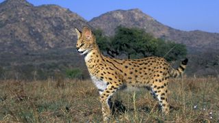 Most unusual pets - Serval Cat