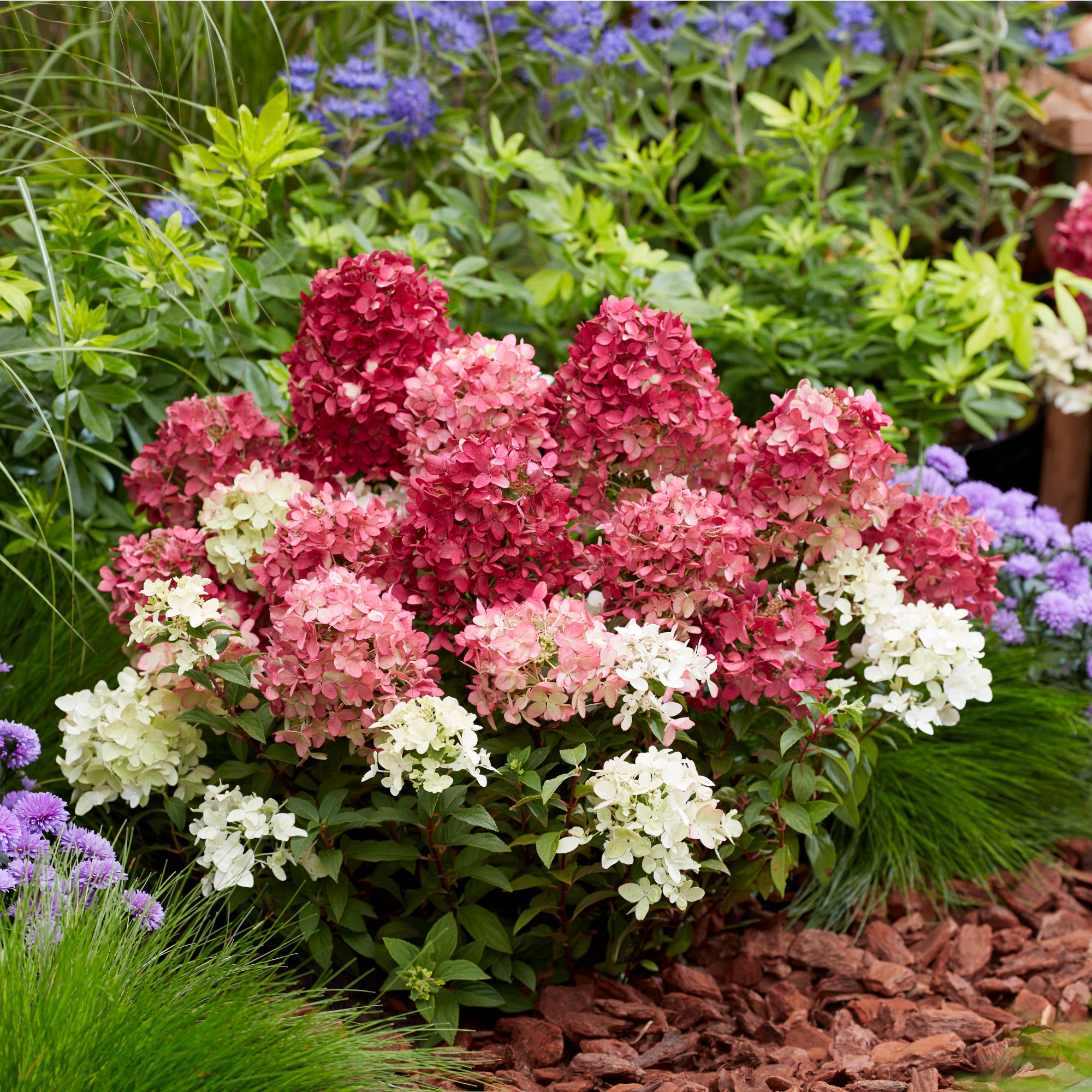 Hydrangea paniculata 'Groundbreaker&amp;reg; Ruby&amp;trade;' growing in garden border