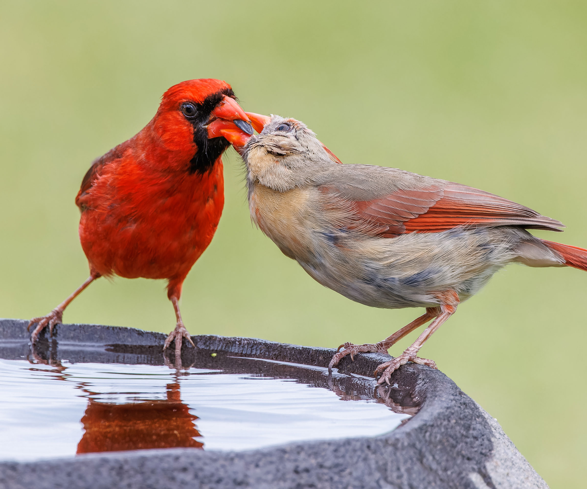 cardinals feeding at bird bath filled with water