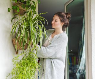 Girl tends to spider plants hanging from baskets on wall