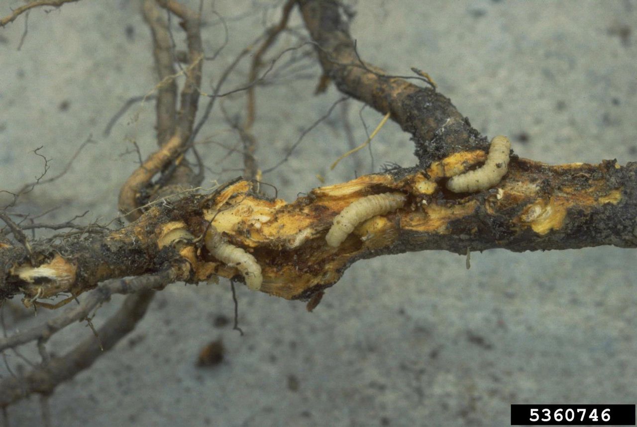 Insects On Peach Tree Branch