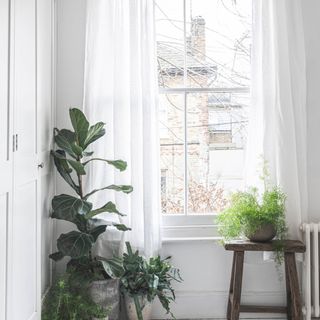 white curtains and green plants