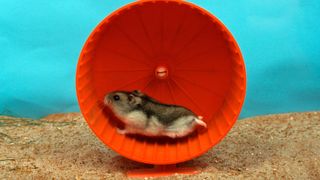 Hamster on red wheel