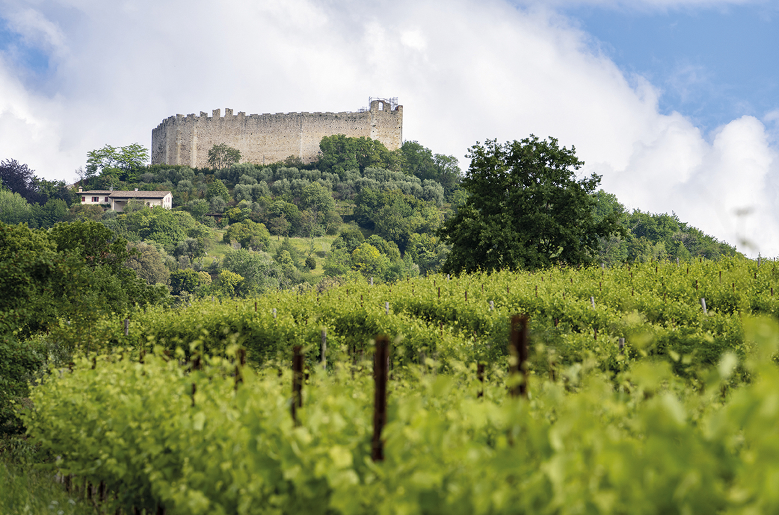 View of a hill with a castle on the top, and green vines in the foreground
