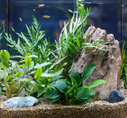 Plants Growing in an Aquarium