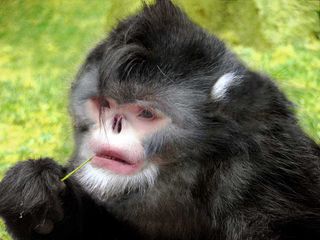 A Photoshop reconstruction of the new snub-nosed monkey, based on a Yunnan snub-nosed monkey and a carcass of the newly discovered species.