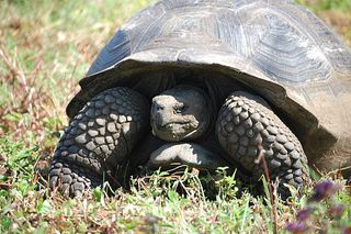  [[File:Giant Tortoise In Galapagos Islands.jpg|Giant_Tortoise_In_Galapagos_Islands]]