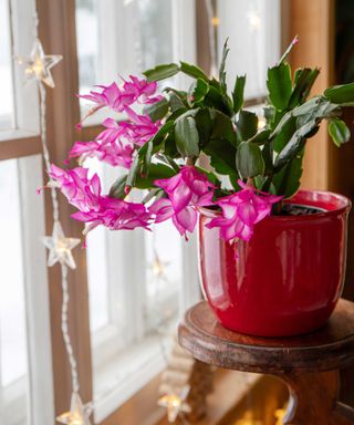 Christmas cactus with pink flowers in red pot by window with star string lights