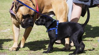 a black lab puppy meets a mastiff in a sunny park