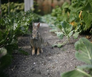 A rabbit stands between rows of plants in a garden