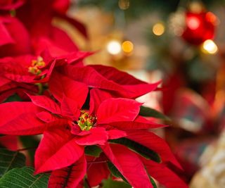 Poinsettia flowers