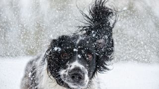 English springer spaniel spinning his ears in the snow