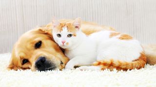 Golden Retriever dog and ginger and white cat snuggling together on cream rug