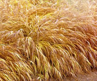 Japanese forest grass, Hakonechloa, with golden foliage