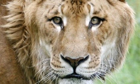 Ligers are are the world&amp;#039;s largest big cat, growing up to 12 feet long and 1,200 lbs.